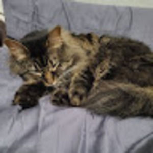 Meet your Posher, Lixin